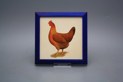 Bild 18cm Henne kMOB č.1