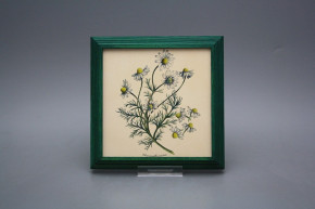 Bild 18cm Herbs kZLB