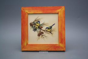 Bild 20cm Blaumeise eCMB